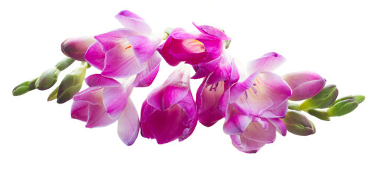 Fototapeta na wymiar freesia flowers