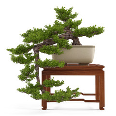 Bonsai pine tree in a pot