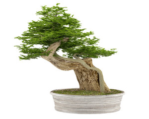 Bonsai tree in a pot