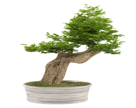 Bonsai tree in a pot