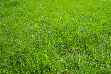 Green grass growing from a spring lawn.