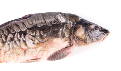 Close up of carp fish.