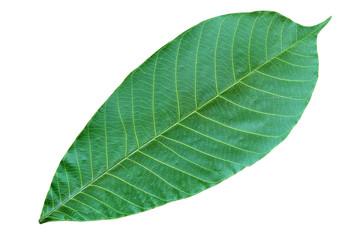 Fototapeta na wymiar dry leaf isolate background
