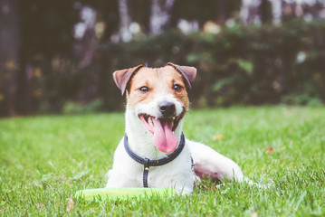 portrait of Jack Russell Terrier dog with frisbee lying on grass