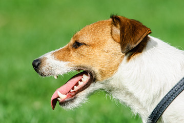 Profile portrait of Jack Russell Terrier pet dog