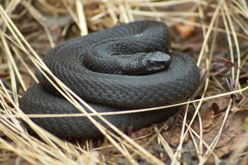 Poisonous black adder.