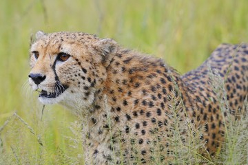 Gepard (Acinonyx jubatus) © anni94