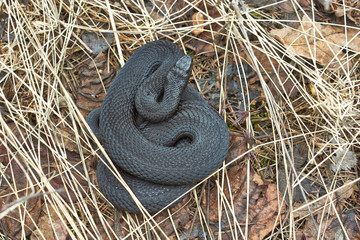 Poisonous black adder.