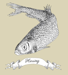 Drawing with herring fish and vingette banner