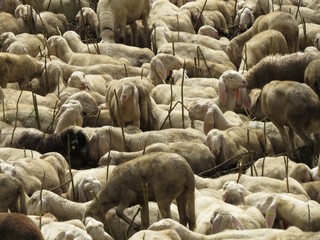 Fototapeta premium Sheep