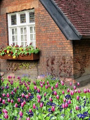 Fototapeta na wymiar Colored tulips