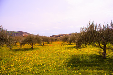 Sicilian countryside