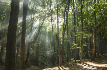 Sunbeams in woods. Sun rays