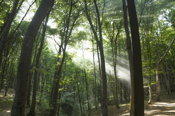 Sunbeams in woods. Sun rays
