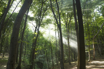 Fototapeta premium Sunbeams in woods. Sun rays