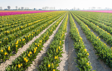Converging rows of yellow flowering tulip bulbs