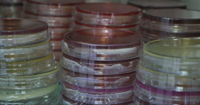 Footage of a refrigerator with a lot of petri dishes in it
