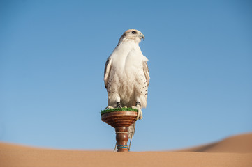 Beautiful falcon sitting on the stand in a desert near Dubai, UAE