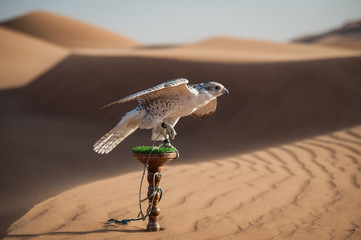 Naklejka premium Falcon on a leash in a desert