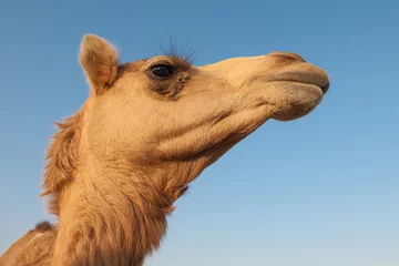Papier Peint photo Chameau Wild dromedary camel portraint looking in the camera in UAE (United Arab Emirates) desert near Dubai, close-up, light blue sunny sky