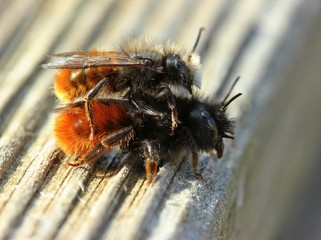 Gehörnte Mauerbienen (Osmia cornuta) bei der Paarung