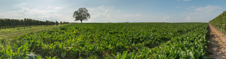 Fototapeta na wymiar Agrar Landschaft Panorama