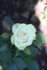 Rose flower close-up