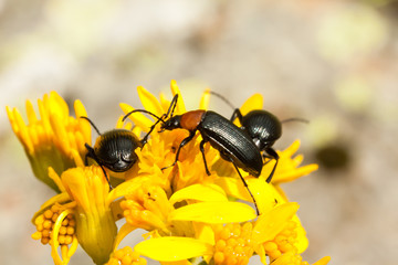 several black and brown bugs on yellow flowers