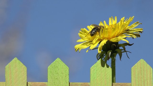 L&ouml;wenzahn mit Biene