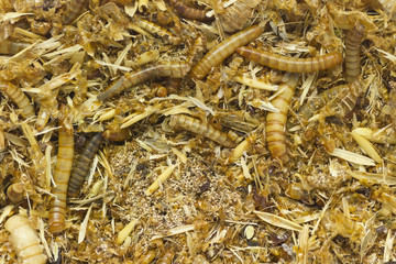 worms in dirt