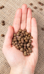 Allspice pepper aroma spice seeds in unrecognizable man's hand o