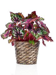 Begonia plant in pot, on white background