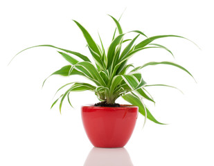 Chlorophytum plant in the red pot