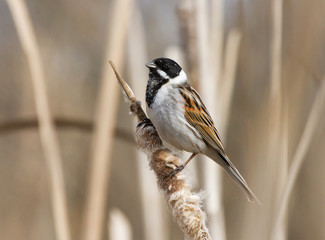 Common reed bunting on the reedmace