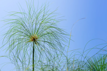 Fototapeta na wymiar Close up view papyrus green plant