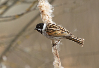 Common reed bunting on the reedmace