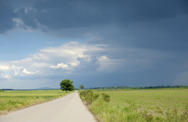 Country road with dark blue sky and tree