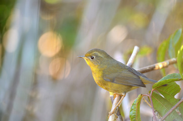 Bird Golden Bush Robin . Bird on the beautiful perch