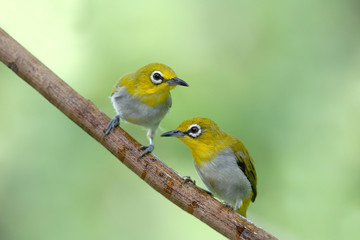 Beautiful Bird ,Oriental white-eye . lovely bird on branch