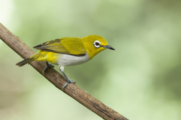 Beautiful Bird ,Oriental white-eye . lovely bird on branch