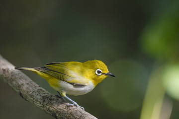 Beautiful Bird ,Oriental white-eye . lovely bird on branch
