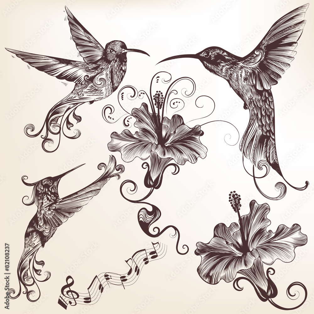 Wall mural Collection of vector hand drawn hummingbirds for design