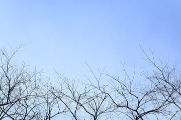 Beautiful branch of tree as background