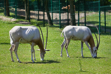 Two antelopes at the zoo © Marcin Michalczyk