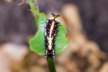 Common Mime caterpillar