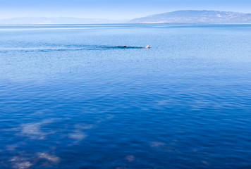 Man and dog swimming