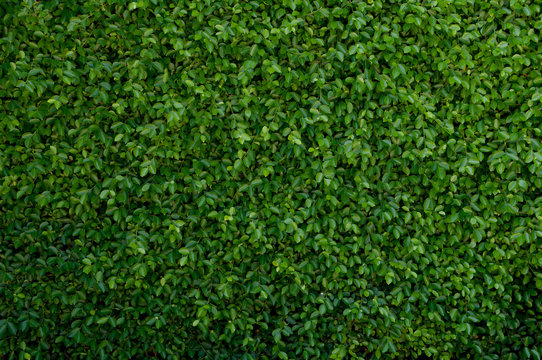 Green leave cover the wall
