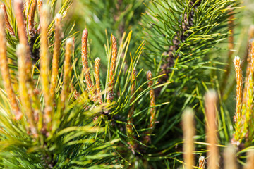 Scots pine branches with young shoots