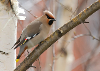 Bohemian waxwing on the birch tree
