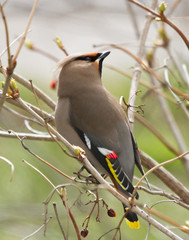 Bohemian waxwing on the bush